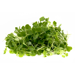 Arugula Microgreens