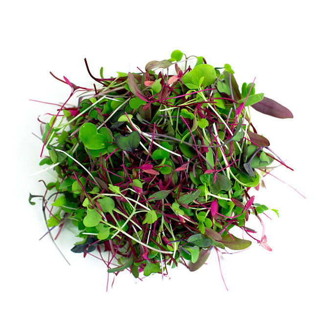 Rainbow Mix Microgreens