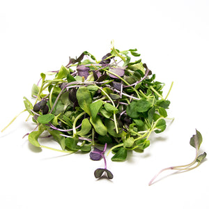 Salad Mix Microgreens